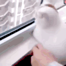tải ku casino cho android [Video] 3 cú đấm liên tiếp của con mèo bằng chân trước nhỏ (khoảng 3 phút) 　Trong video